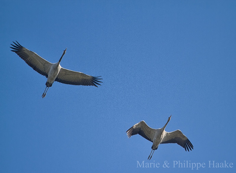 Grue 4921.jpg - Grues cendrées - Common Crane - Grus grus: un adulte et un juvénile (à droite) Lac du Der, France novembre 2011